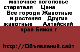 маточное поголовье старателя  › Цена ­ 2 300 - Все города Животные и растения » Другие животные   . Алтайский край,Бийск г.